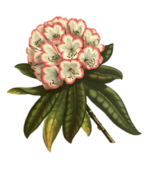 pink and white flower