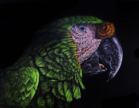 HONDURAS -BLUE AND GOLD MACAW