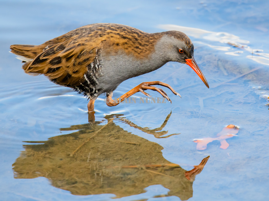 Galerie Photo Animalière, ©, Alain Nunez (107).jpg