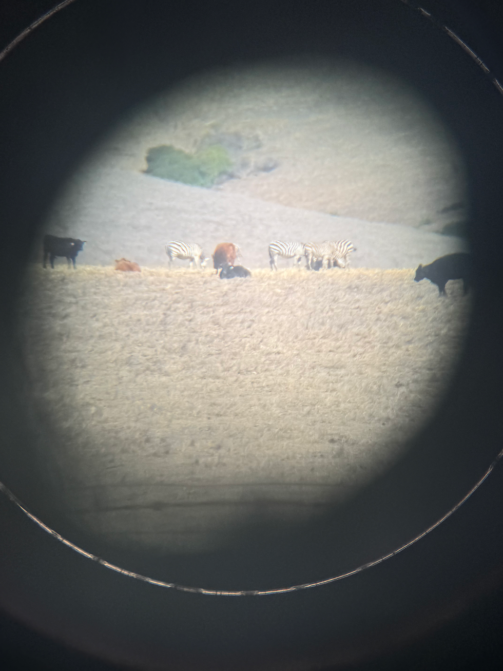 Hearst Castle- Accessibility Review