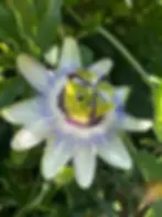 Close up of a white flower with a green bug