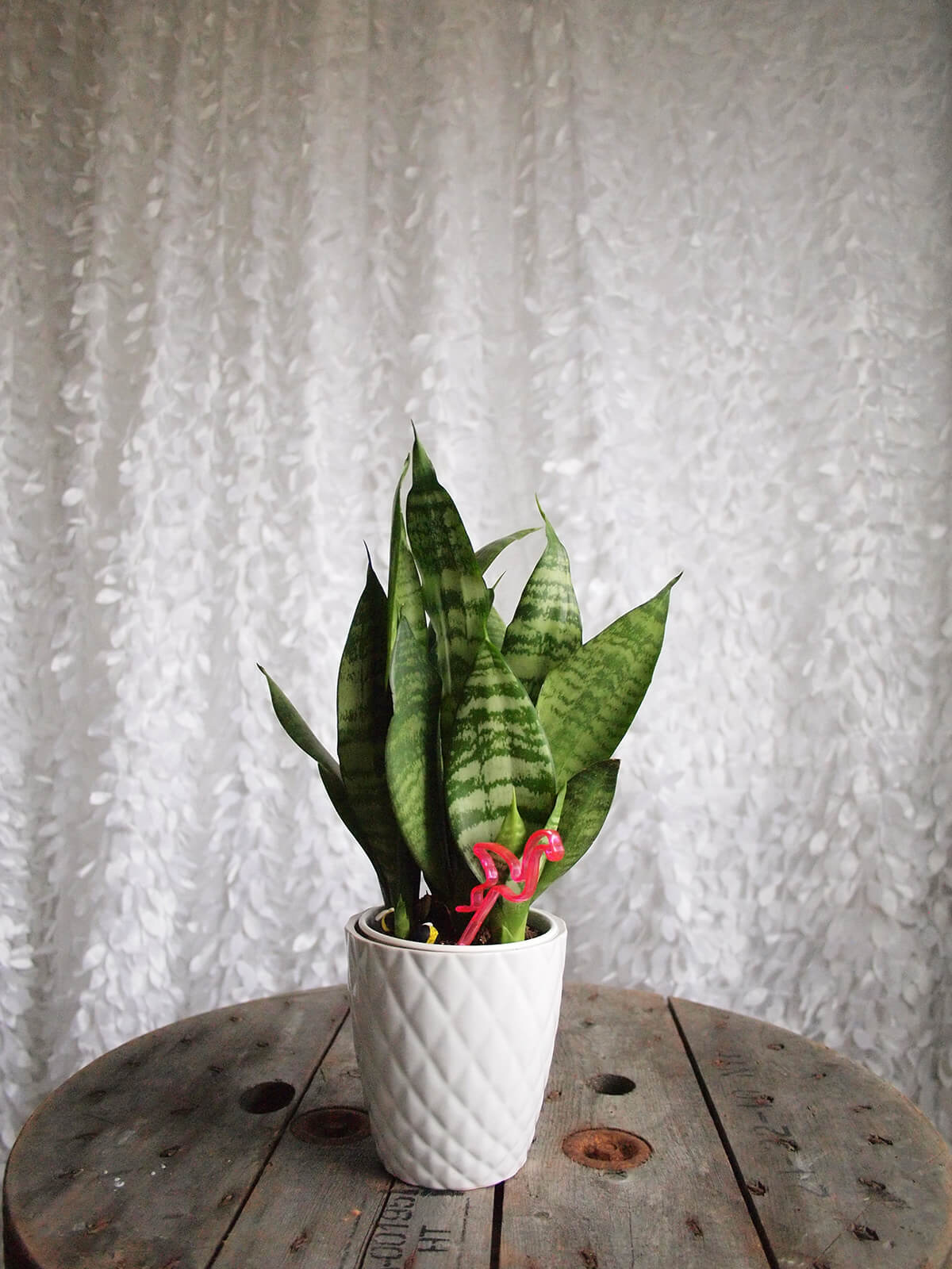 White Petals Photobooth Backdrop