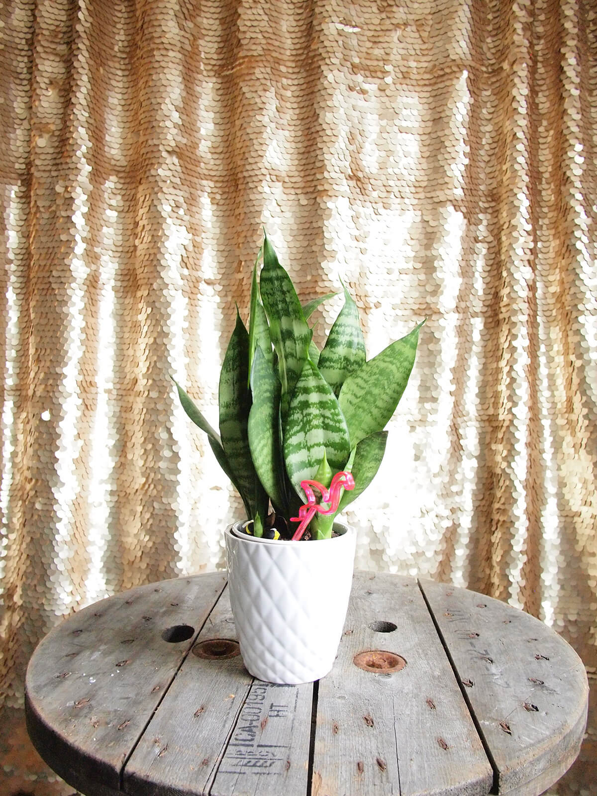 Champagne gold Photobooth Backdrop
