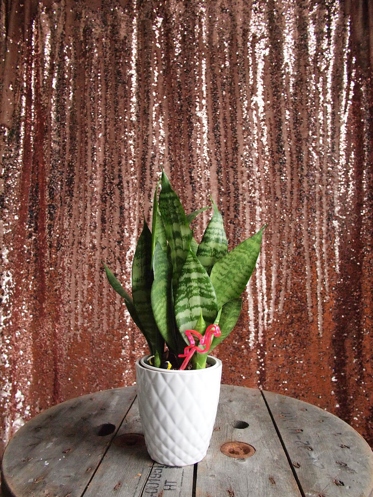 Bubbly 1 Photobooth Backdrop