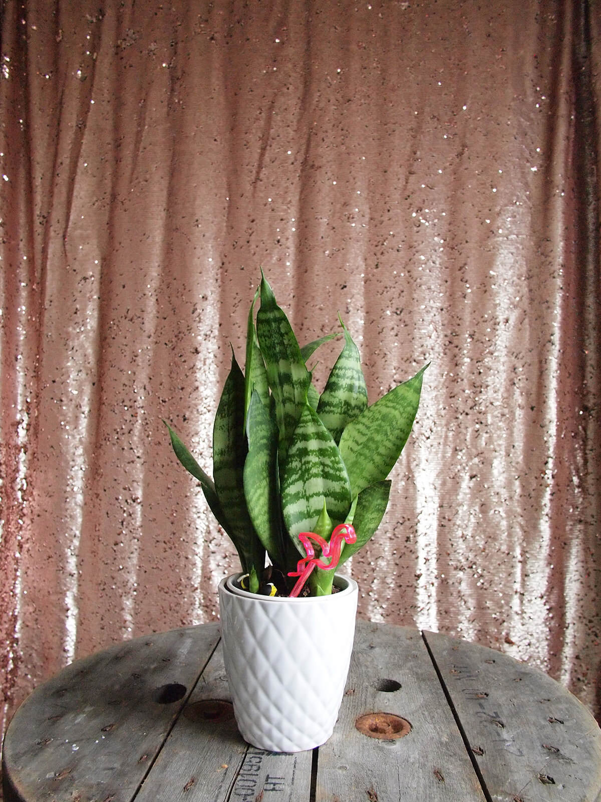 Rose Photobooth Backdrop