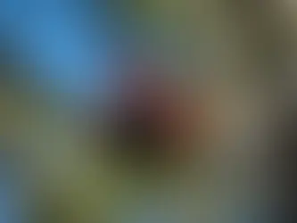 When Do You Need Crane Tree Removal in Evansville, IN?