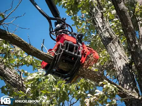 When Do You Need Crane Tree Removal in Evansville, IN?