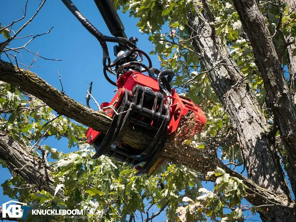 When Do You Need Crane Tree Removal in Evansville, IN?