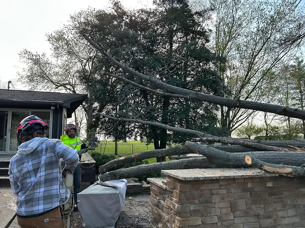 Common Storm Damage Tree Issues in Southern Indiana Neighborhoods
