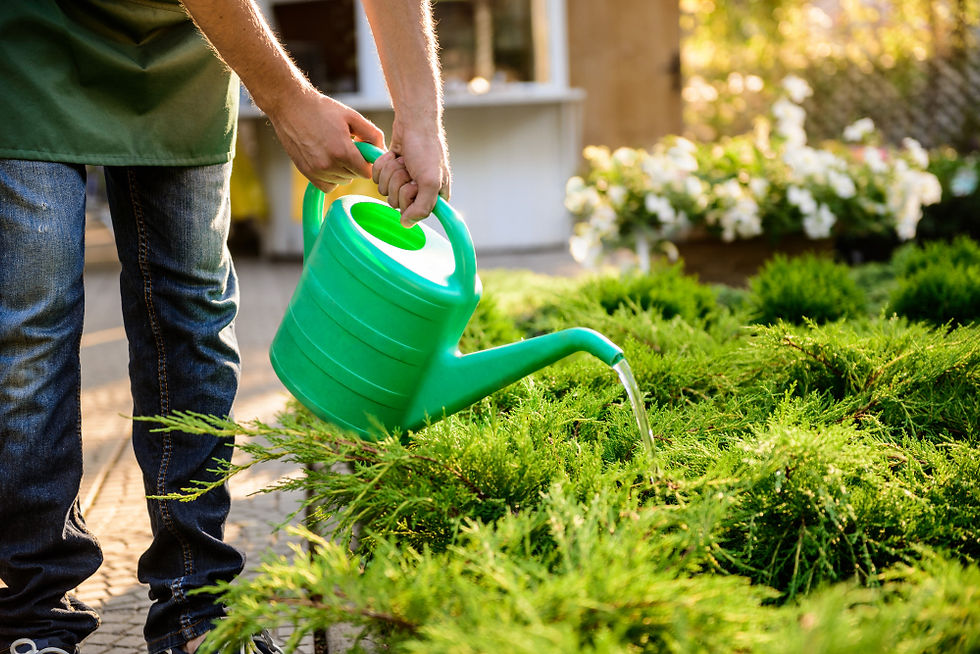 How to Prepare Your Yard for Summer in Odessa, TX