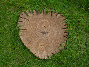 Avoid Landscaping Hazards with Expert Tree Stump Removal Services In Wendell, NC