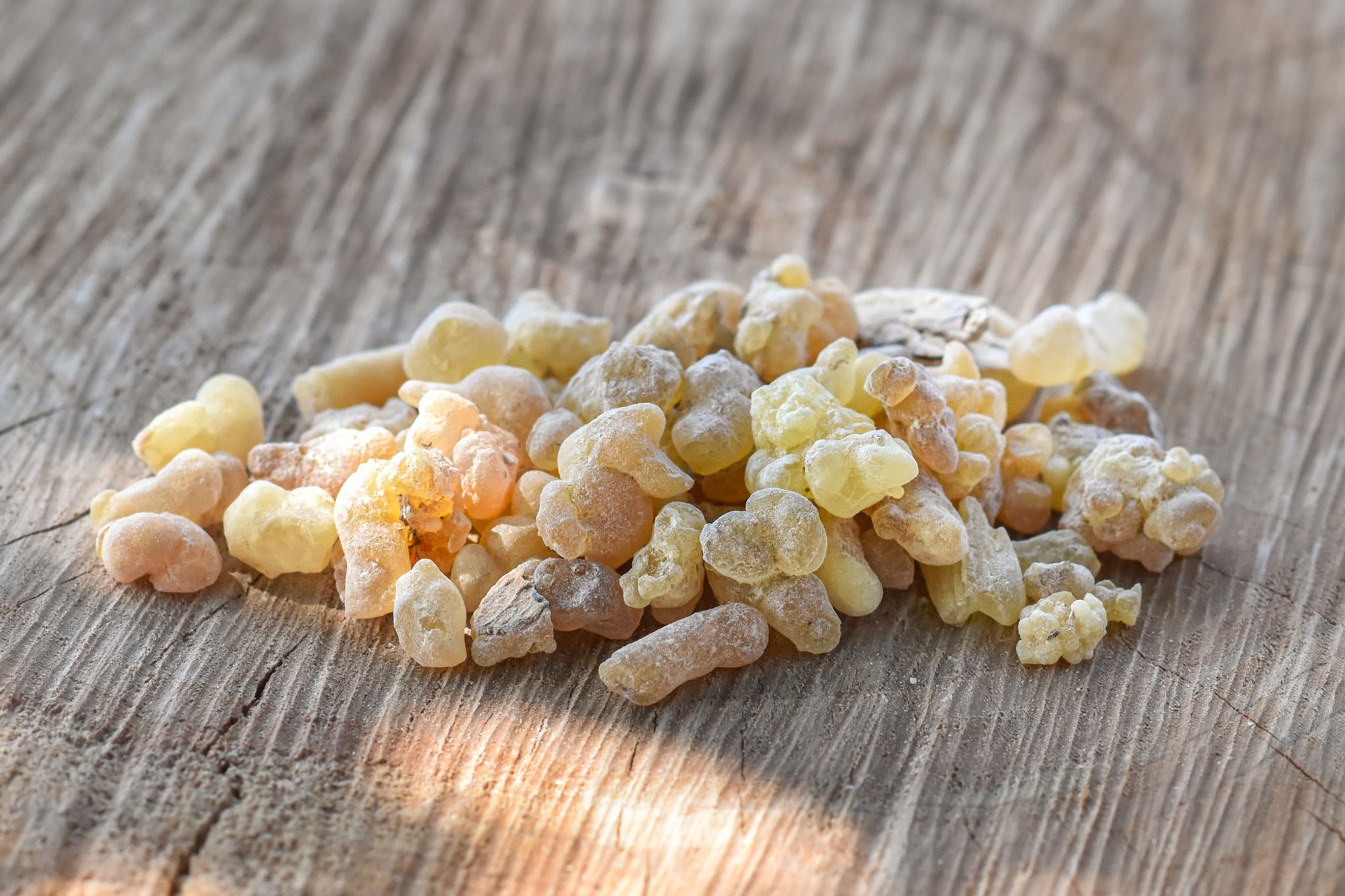 Weihrauch Oman - Boswellia carterii