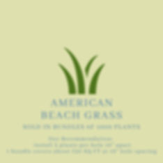 American Beach Grass (Sold in Bundles of 1000 Plants)