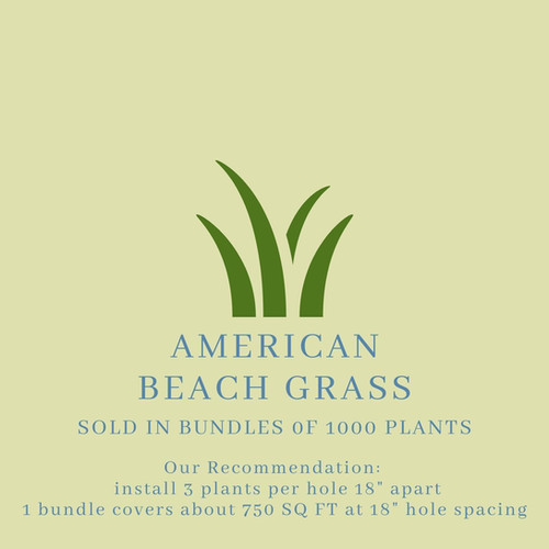American Beach Grass (Sold in Bundles of 1000 Plants) Coastal Transplants