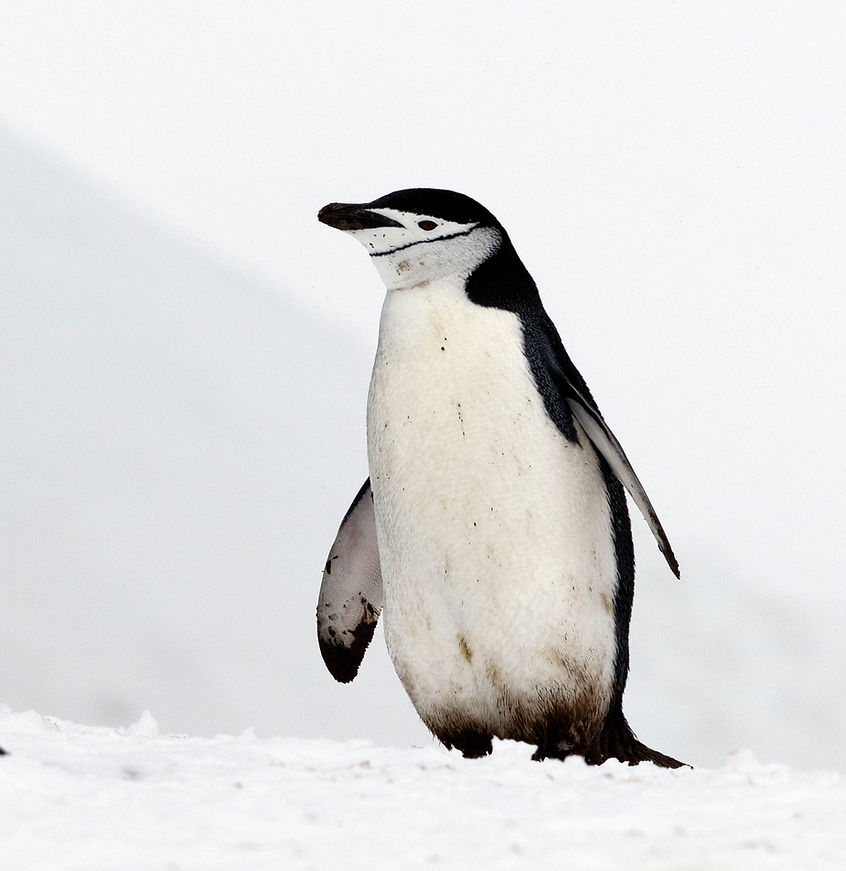 Chinstrapped (6).jpg