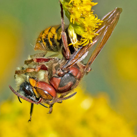 European hornet (Vespa crabro (5).jpg