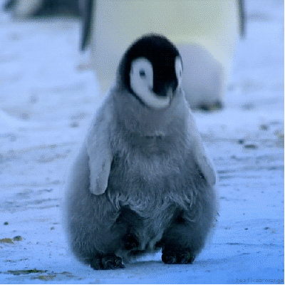 giphy2.gif