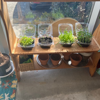 SoulShine window sill plants