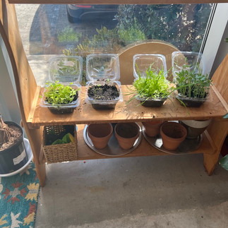 SoulShine window sill plants