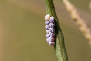 HüseyinGün/ Volume 100