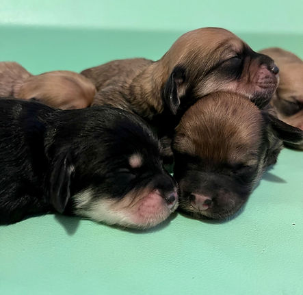 FullSizeRender (3).jpeg