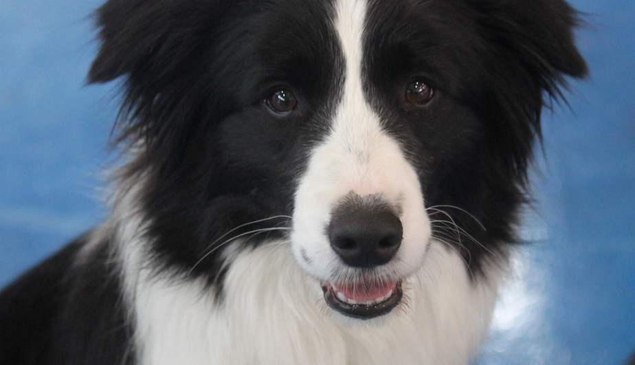 Maybic Border Collie, Criador border collie Granada España, cachorros border collie libres