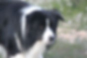Maybic Vida Loca "Bruno" Maybic border collie