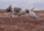 Indi Grouse Moor
