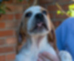 Cheeky Chia aged 6 weeks