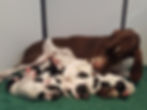 Chia with her mum and litter mates
