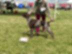 Indi Winning her 2nd CC and BOB at East of England Champ Show 2021