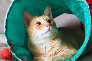 Is My Fur Buddy in Pain?