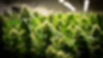 THCU Grow_06.JPG