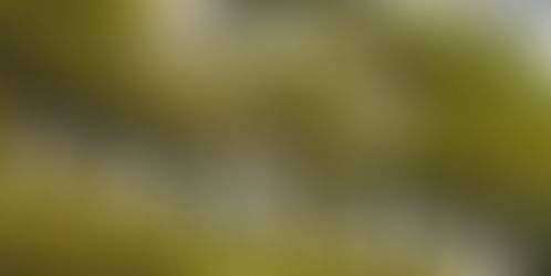 Natura no Topo: Quando Ética e Propósito Geram Sucesso!