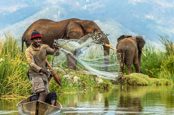 elephants.jpg