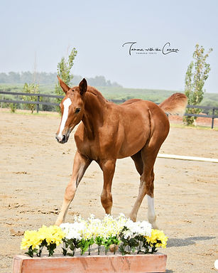 Dubarry Offspring.jpeg