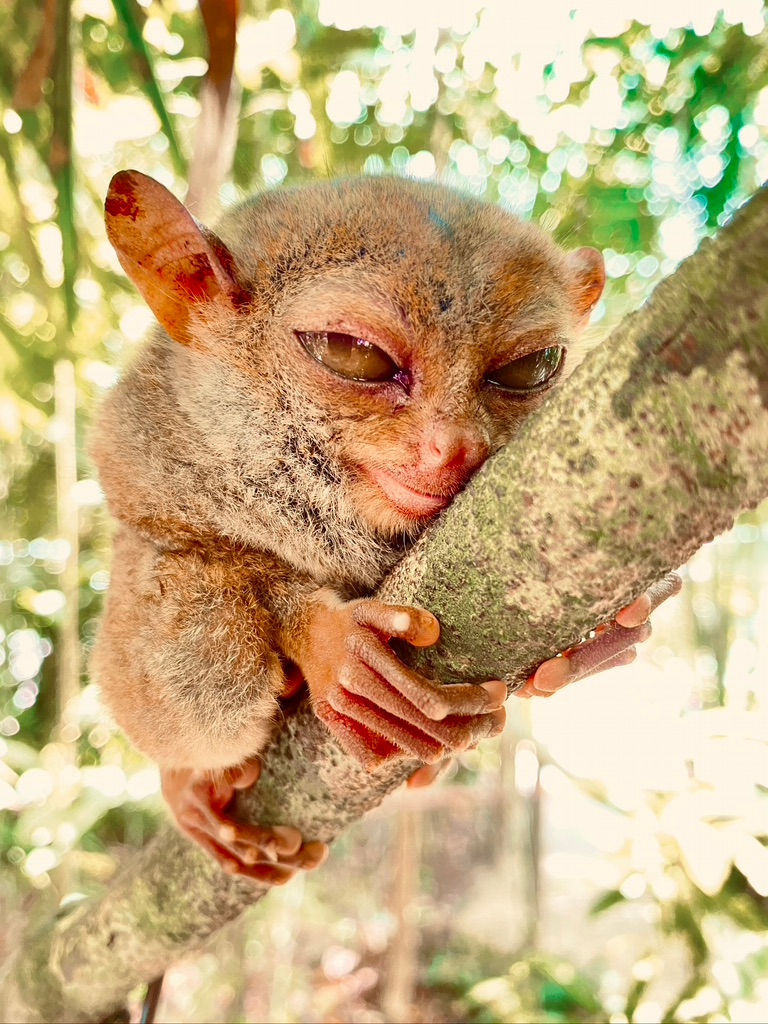 ree