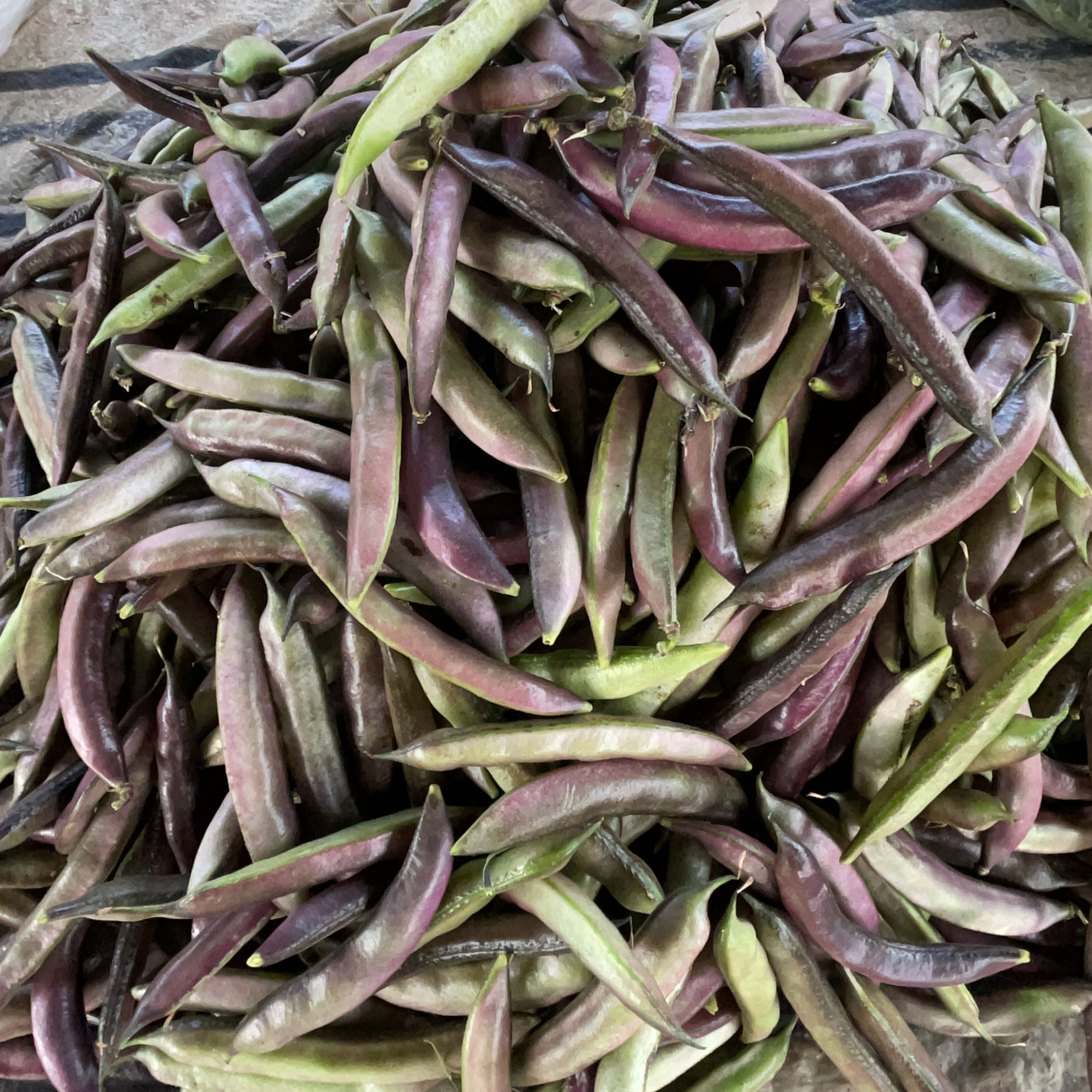 सेमी (Semi)