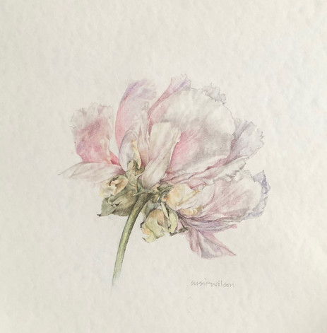 SOLD - Susie Wilson, Peony