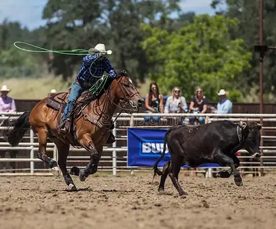 steer roping.webp