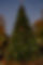 Christmas-Tree-Lighting-2024-12_edited.jpg