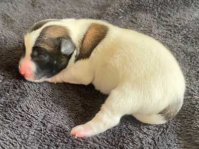 adelepup2025c_edited.jpg