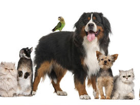 Pets: dicas de passeios, presentes e curiosidades