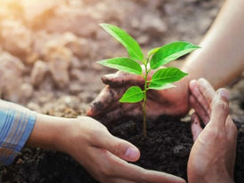 📌CAMPANHA: Plante uma árvore você também!