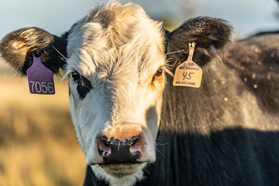 Beef cow