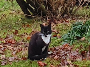 Vem vet något om denna katt?