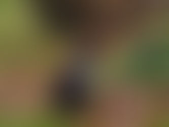 Vem vet något om denna katt?
