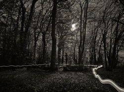The Moon Lit Trail