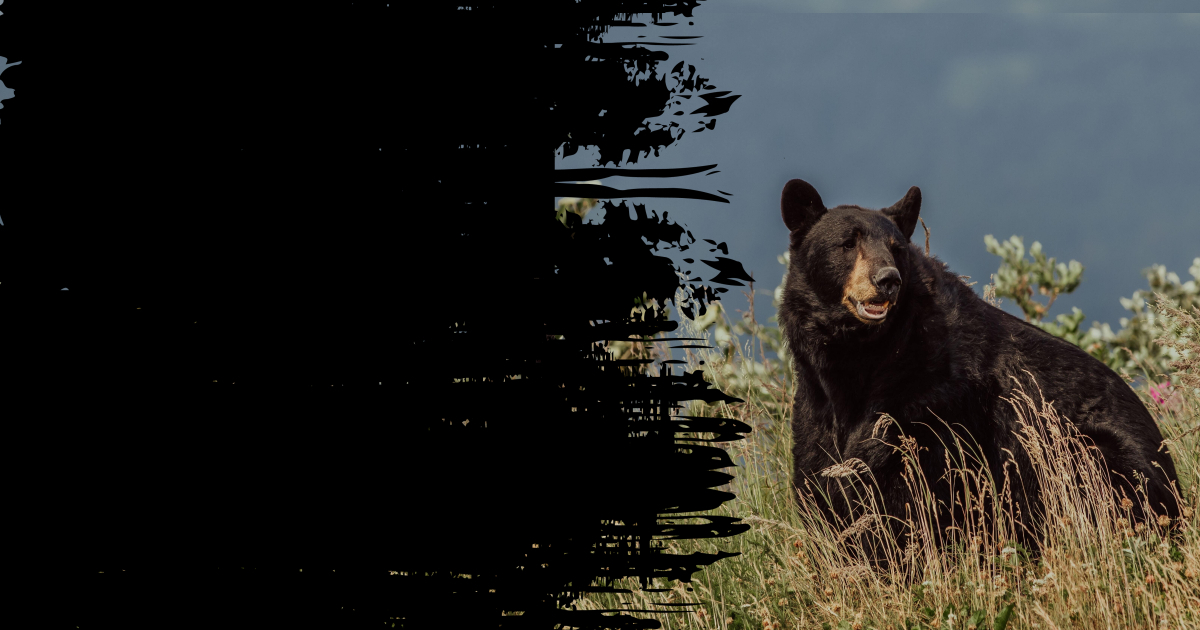 Wolf big game hunting packages — Bear Canyon Outfitters – Bear Canyon Outfitters