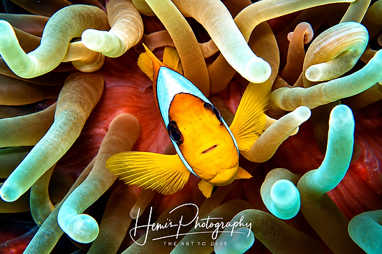 Clownfisch im Anemonenmeer (1).png
